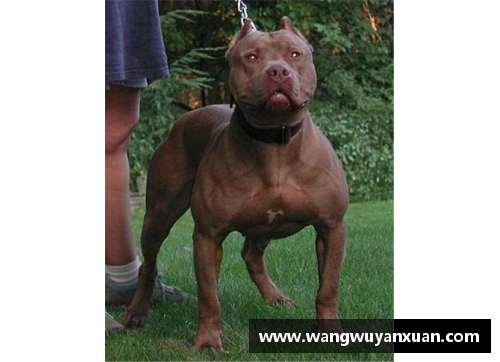 乐竞体育官方网站能轻松战胜比特犬的狗，却被外国人当宠物，网友看得瑟瑟 - 副本